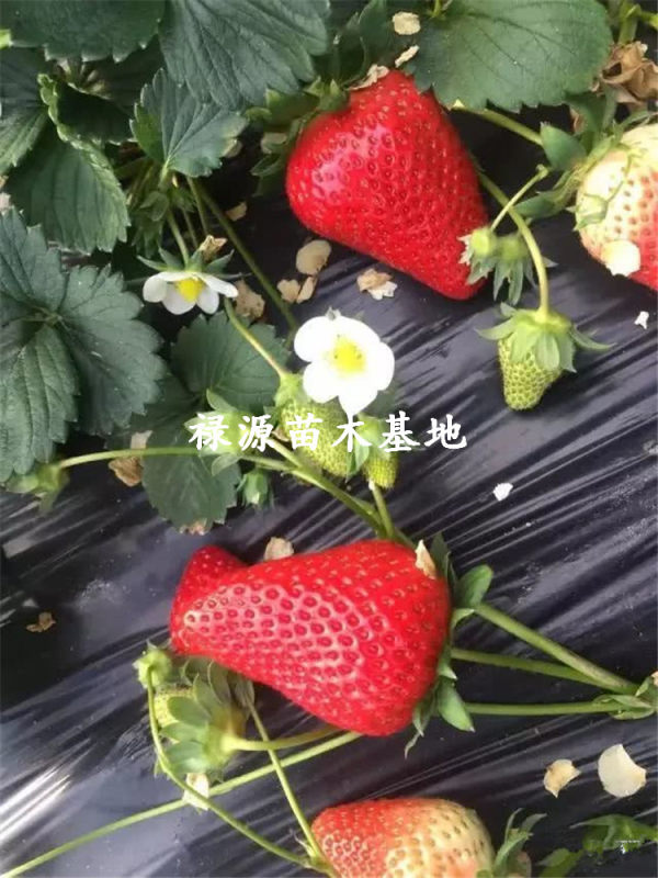 妙香七號草莓苗