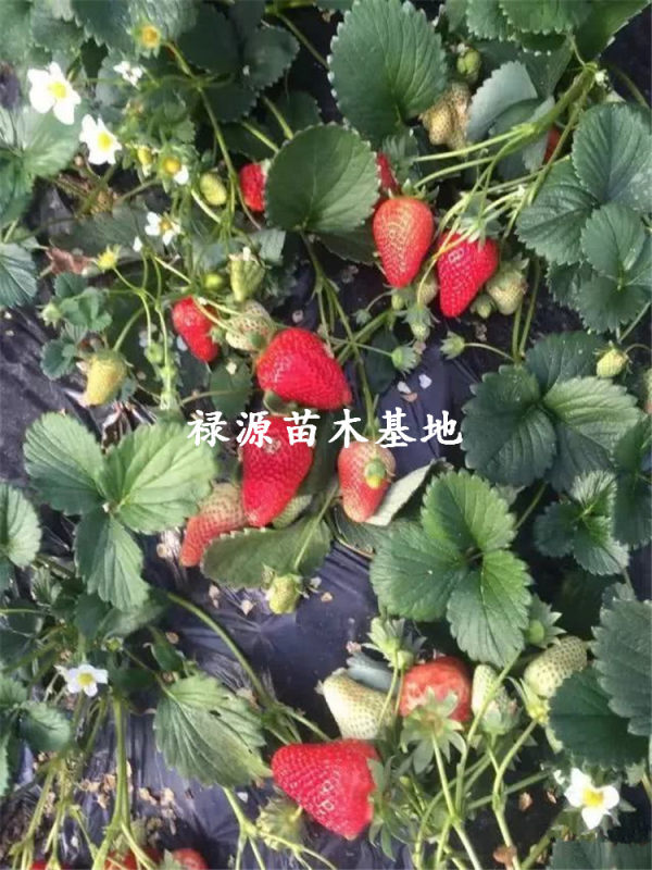 妙香七號草莓苗