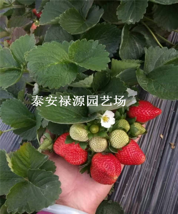 红颜草莓苗