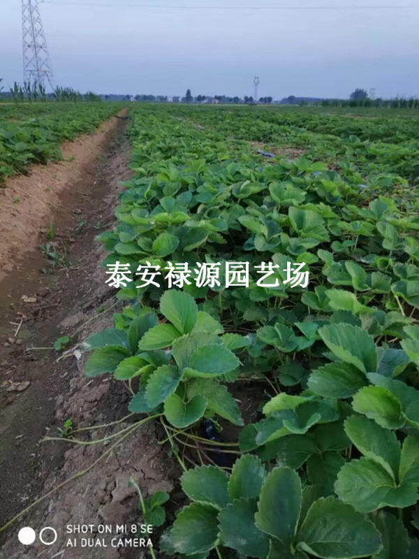 章姬草莓苗