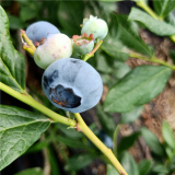 利伯蒂藍莓苗品種 自由藍莓苗廠家直銷