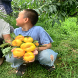 中油17號桃苗,夏甜桃樹苗多少錢