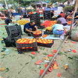 桃樹苗,金秋紅蜜桃樹苗基地