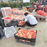 秋彤桃苗,油蟠36-5桃樹苗基地