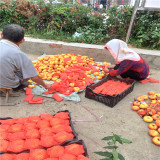 风味天后桃苗,玉妃桃树苗基地