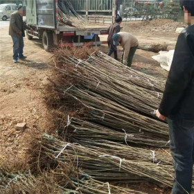 栽植板栗苗秋季好还是春季好，哪里有嫁接板栗苗出售