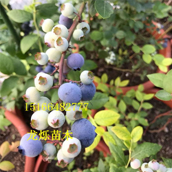 绿宝石蓝莓南高丛