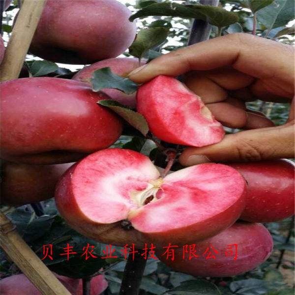 蘋果樹苗價(jià)格