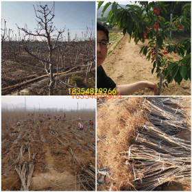 早酥红梨梨树苗种植基地 山东红梨树苗价格