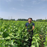 黄菊油桃苗,新川中岛桃树苗基地