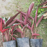 七彩竹芋哪里有卖 福建七彩竹芋种植基地批发报价