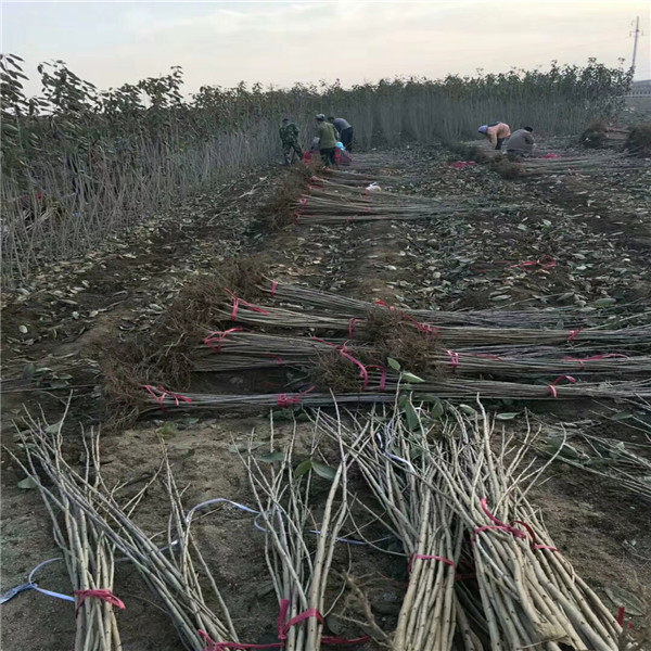 雷尼爾櫻桃苗