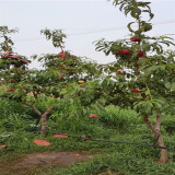 黃金蜜一號(hào)桃苗,黑桃樹苗基地