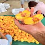 夏甜桃苗,黃菊油桃樹(shù)苗哪里賣