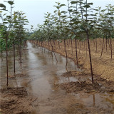 青森苹果树苗价格 水蜜桃苹果苗哪里有 哪卖苹果树苗