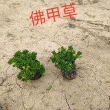 哪里有佛甲草盆栽批發(fā)  佛甲草草坪廠家