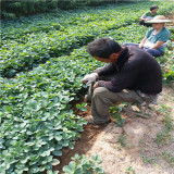 大叶红颜99草莓苗品种简介 红颜99草莓苗山东批发基地