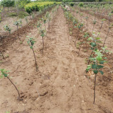 青森苹果树苗哪里卖 水蜜桃苹果苗哪里卖 哪卖苹果树苗