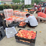 金秋紅蜜桃苗,黑桃樹(shù)苗基地