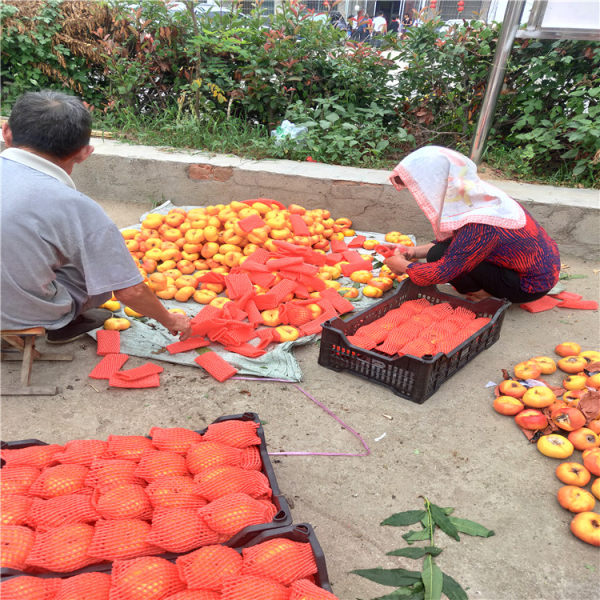 桃樹(shù)苗