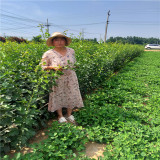 夏甜桃苗,油蟠5號桃樹苗哪里賣