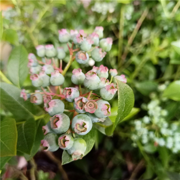 雷戈西蓝莓苗