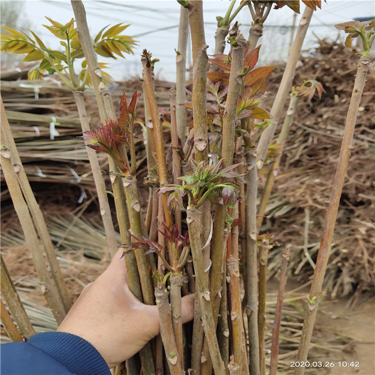 香椿露天矮化密植产量图片