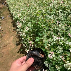 雪花木盆苗价格 雪花木杯苗批发 雪花木小苗基地