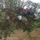 鲁丽苹果苗全红的苹果苗品种 鲁丽苹果苗新基地