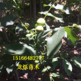 山東地區(qū)遼核5號(hào)7號(hào)核桃苗十年管理經(jīng)驗(yàn)指導(dǎo)