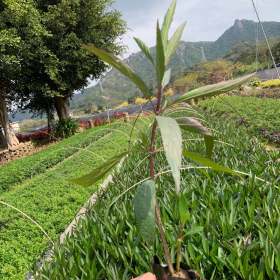 紫花翠蘆莉價格 福建大型蘆莉草種植基地直供