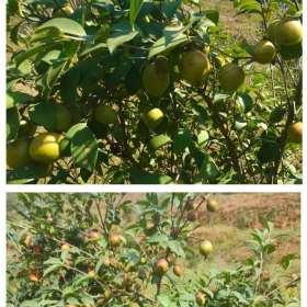 供应蕉城油茶苗 蕉城高产油茶苗批发