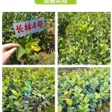 供應(yīng)閩侯茶籽苗 閩侯兩年生油茶苗批發(fā)