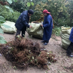 爬山虎苗价格 80公分爬山虎苗批发基地在哪里