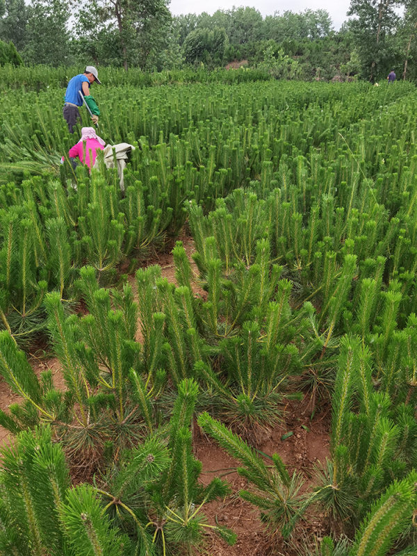 莒南县千川苗木专业合作社基地 面积上万亩,年种植销售苗木数千万株