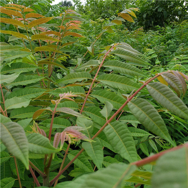 红叶香椿树苗