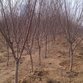 基地直销｜江苏红叶碧桃价格