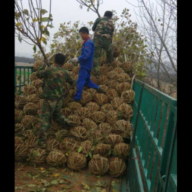 基地直销樱花｜樱花价格｜绿化苗木