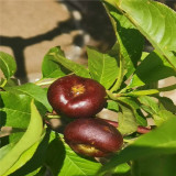 夏甜桃苗,油蟠7-7桃樹(shù)苗多少錢(qián)