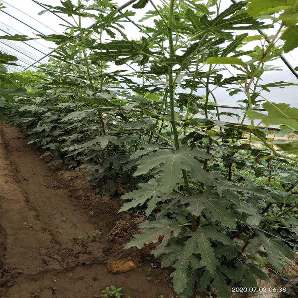 2公分無花果樹苗