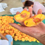 奶油油蟠桃苗,油蟠5號(hào)桃樹苗多少錢