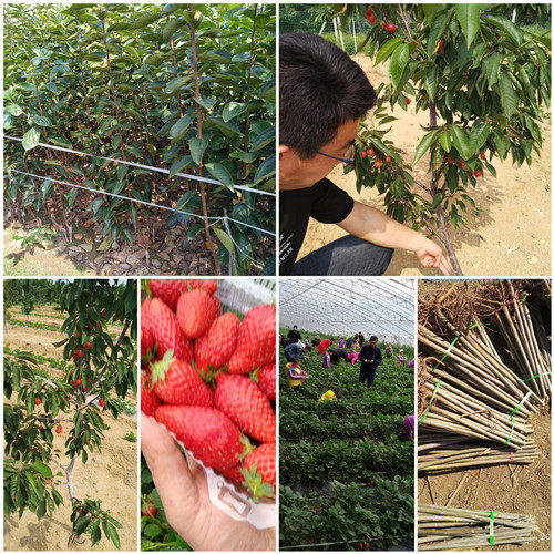 無(wú)花果樹(shù)苗