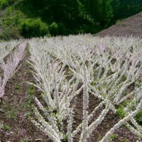 鈣果苗，農(nóng)大鈣果苗，中華鈣果苗，鈣果苗