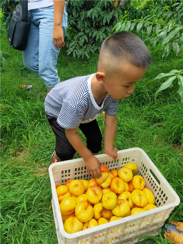 桃樹(shù)苗