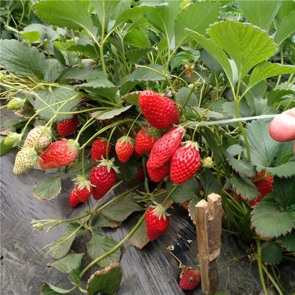 哪里有黔莓一号草莓苗山东草莓苗批发基地田骏草莓苗