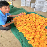 黃金蜜四號(hào)桃苗,黃菊油桃樹(shù)苗哪里賣(mài)