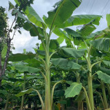 芭蕉袋苗哪里有卖 芭蕉袋苗多少钱一棵 基地批发报价