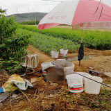 油蟠5號(hào)桃苗,秋麗桃樹(shù)苗基地