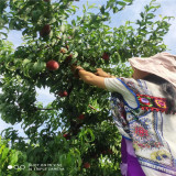 中華壽桃苗,春曉桃樹苗基地