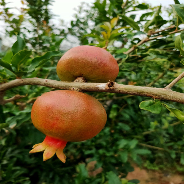 泰山紅石榴樹(shù)